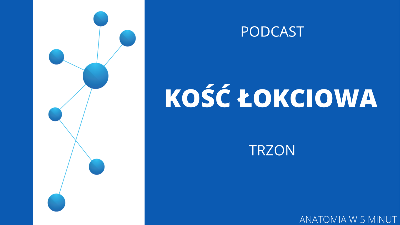 kosc_lokciowa_trzon