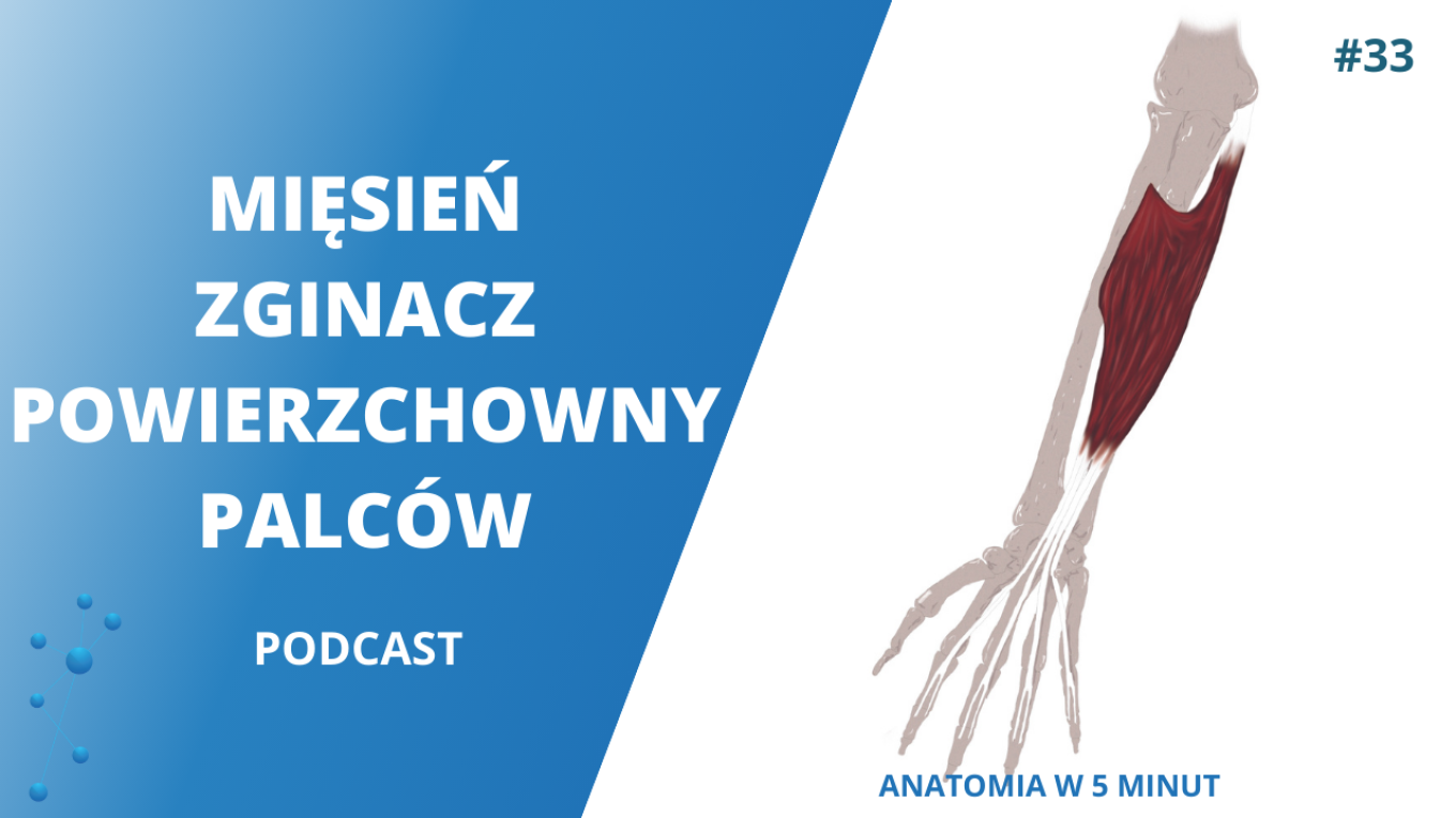 podcast_anatomia_w_5_minut_zginacz_powierzchowny_palcow